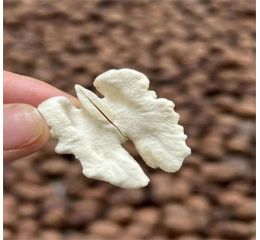 攀西晚熟核桃